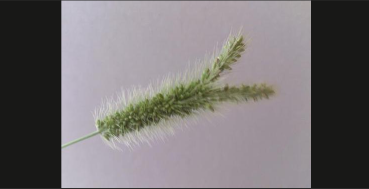 Jordbavning, Tsunami, Japan